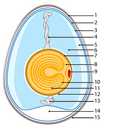 Рассмотрите рисунок куриного яйца. Отвечайте на предложенные вопросы. Какими номерами на рисунке обозначены халазы? Числа запишите в порядке возрастания, через запятую. Загрузить png