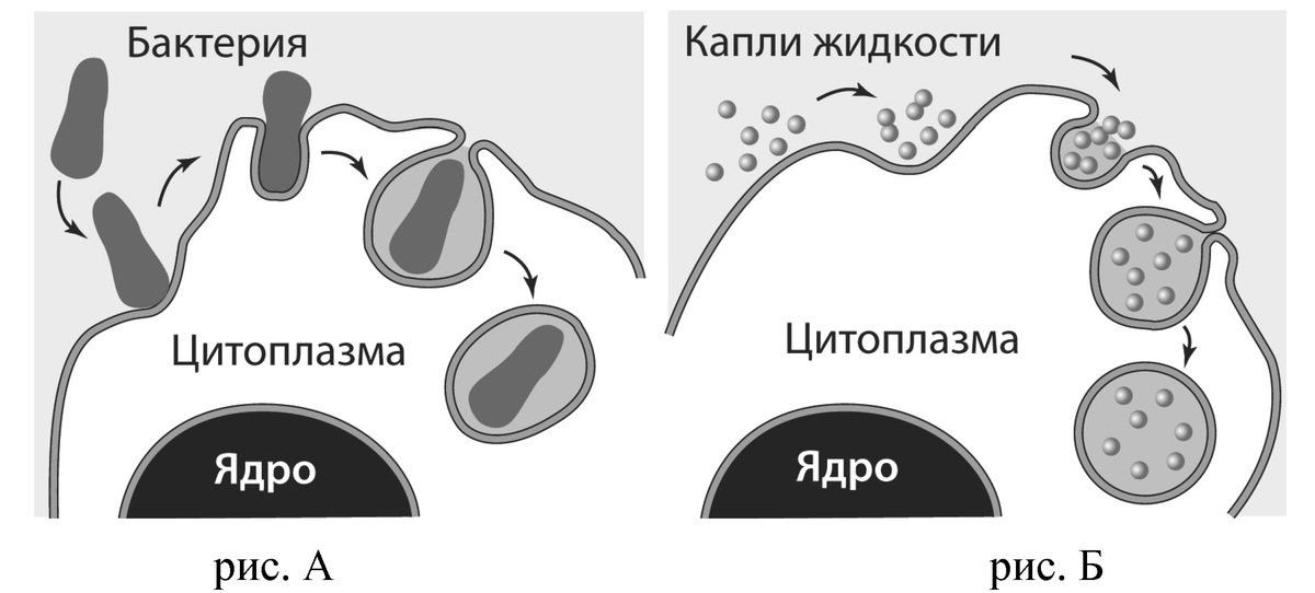 Какие процессы изображены на рисунках а и б назовите структуру клетки участвующую в этих процессах