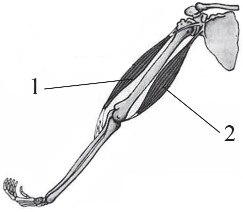 На рисунке изображены бицепс и трицепс что произойдет с этими мышцами если согнуть руку
